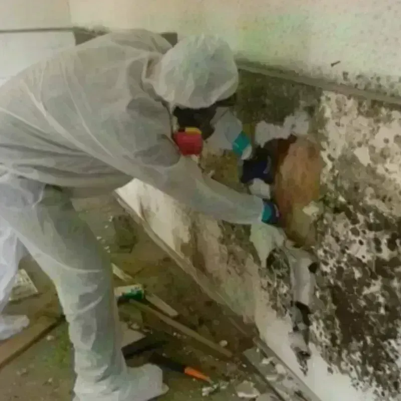 Mold Remediation and Removal in Lenox, MA